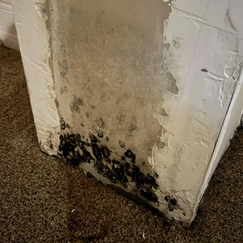 Professional Mold Removal in Alva, OK